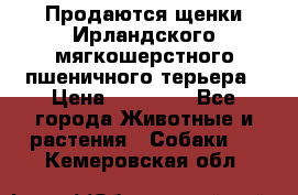 Продаются щенки Ирландского мягкошерстного пшеничного терьера › Цена ­ 30 000 - Все города Животные и растения » Собаки   . Кемеровская обл.